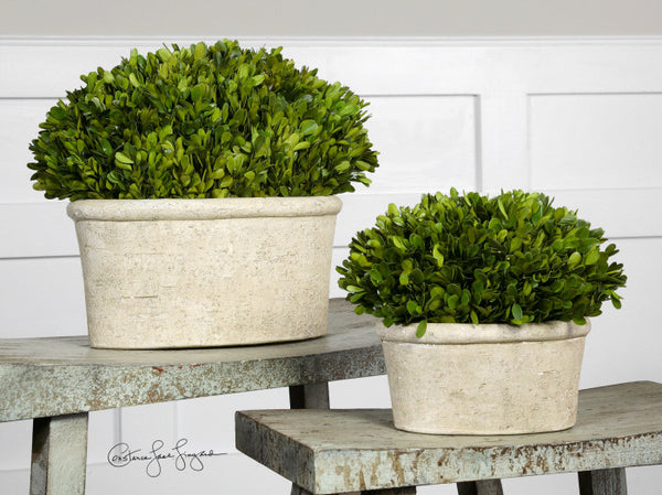 boxwood in planter Preserved Boxwood in Oval Planters – Set of 2