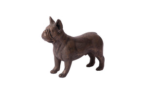 French Bulldog, Bronze