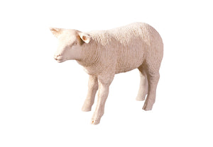Texelaar Sheep, Lamb, Cream