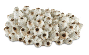 Sulawasi Shells - Antique White