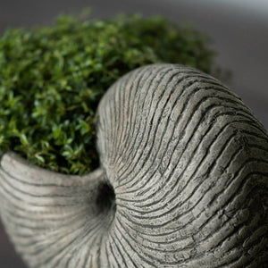 Cast Stone Ammonite Shell Planter - Alpine Stone (14 finishes available)